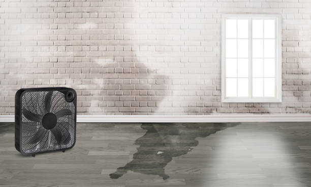 Best Flood restoration services  in Beverly Hills, FL